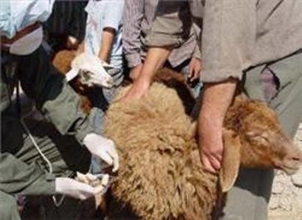 بیش از  ۲ میلیون راس گوسفند و بز در چهارمحال و بختیاری علیه بیماری شاربن و آبله واکسینه می‌شوند