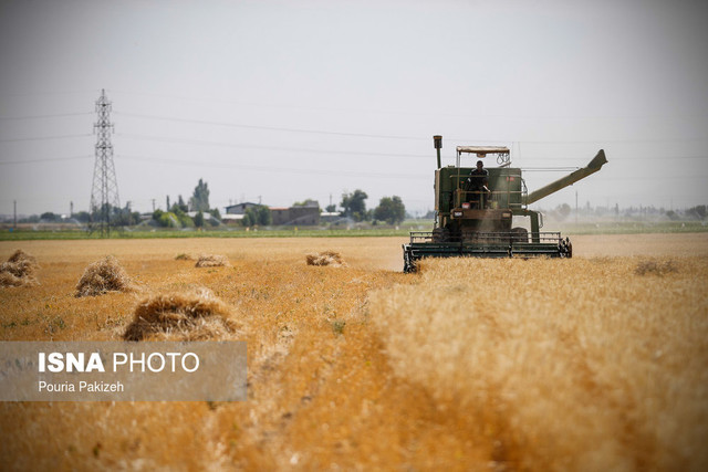 طرح کاهش ریزش گندم در مزارع استان سمنان اجرا می‌شود