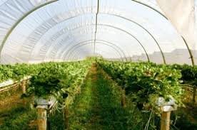 توسعه گلخانه‌ها اصلی‌ترین سیاست جهاد کشاورزی قزوین