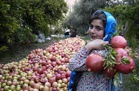 خاش قطب تولید محصولات کشاورزی در سیستان و بلوچستان