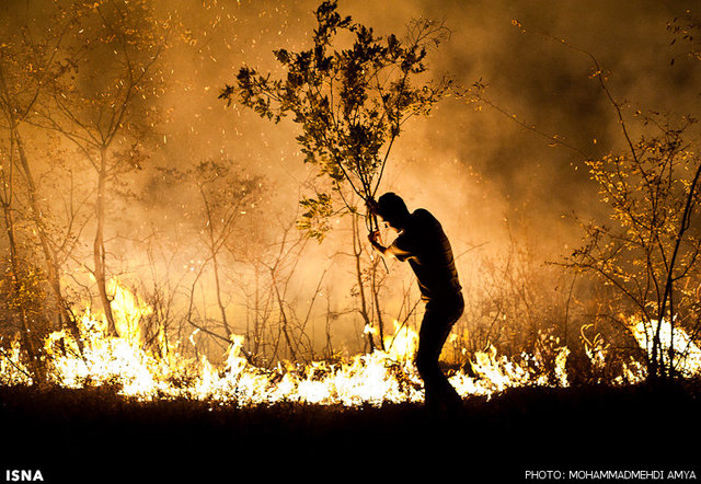 آتش زدن تنه درختان جنگلی ۳ تا ۱۲ ماه حبس دارد