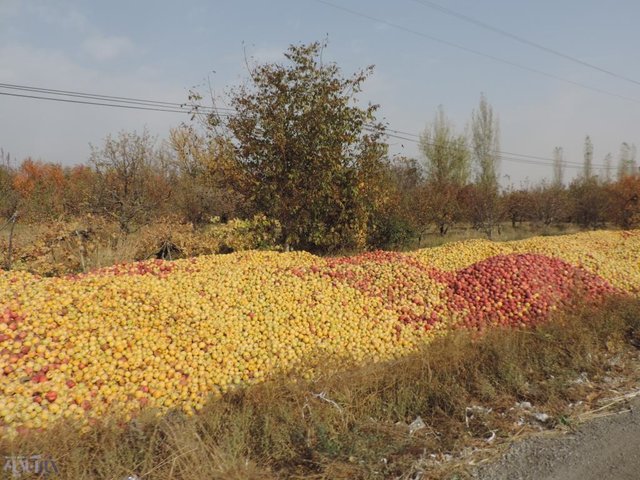 سیب‌های انبار شده آذربایجان غربی در چه وضعیند؟