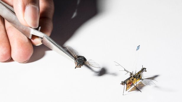پرواز اولین میکرو ربات حشره‌نما بدون نیاز به کنترل از راه دور