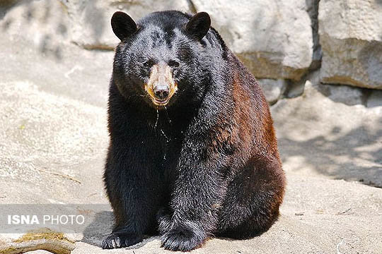 نجات یک قلاده توله خرس سیاه آسیایی در شهرستان رودان