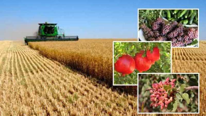 تامین امنیت غذایی پایدار با تقویت اقتصاد کشاورزی