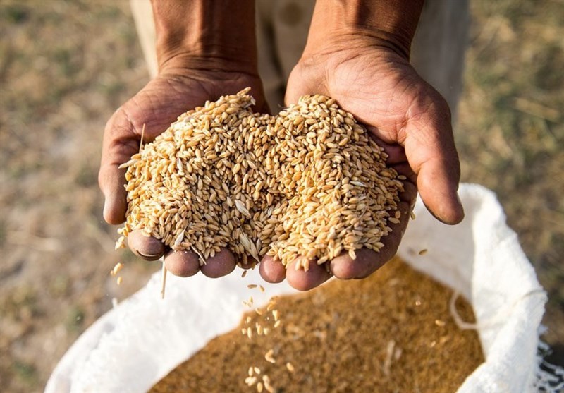 روشهای نوین کشاورزی تولید گندم را ۴۰ درصد افزایش داد