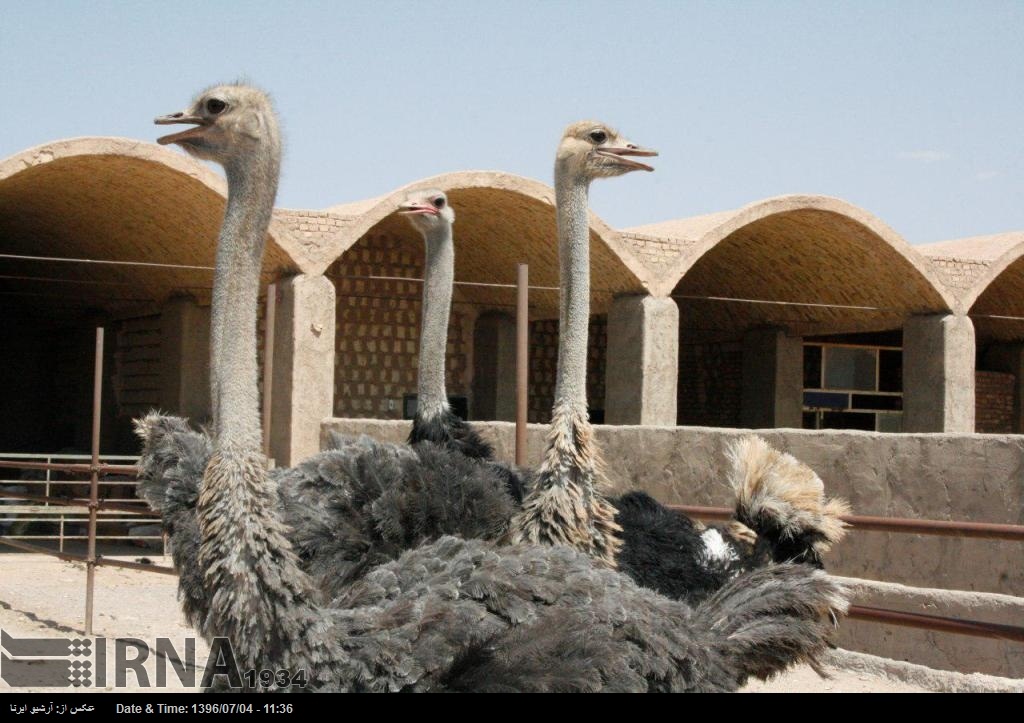 گوشت شترمرغ ایران از سال ۲۰۱۹ به اتحادیه اروپا صادر می شود