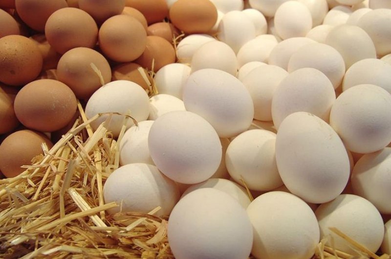گرانی تخم مرغ در پی توقف واردات