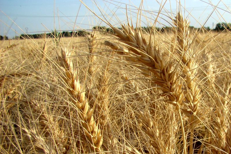 ۱٫۸ میلیون تن گندم از کشاورزان خرید تضمینی شد