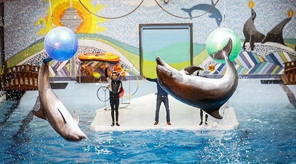 شنا با دلفین ها در دلفیناریوم برج میلاد با ۵۰درصد تخفیف