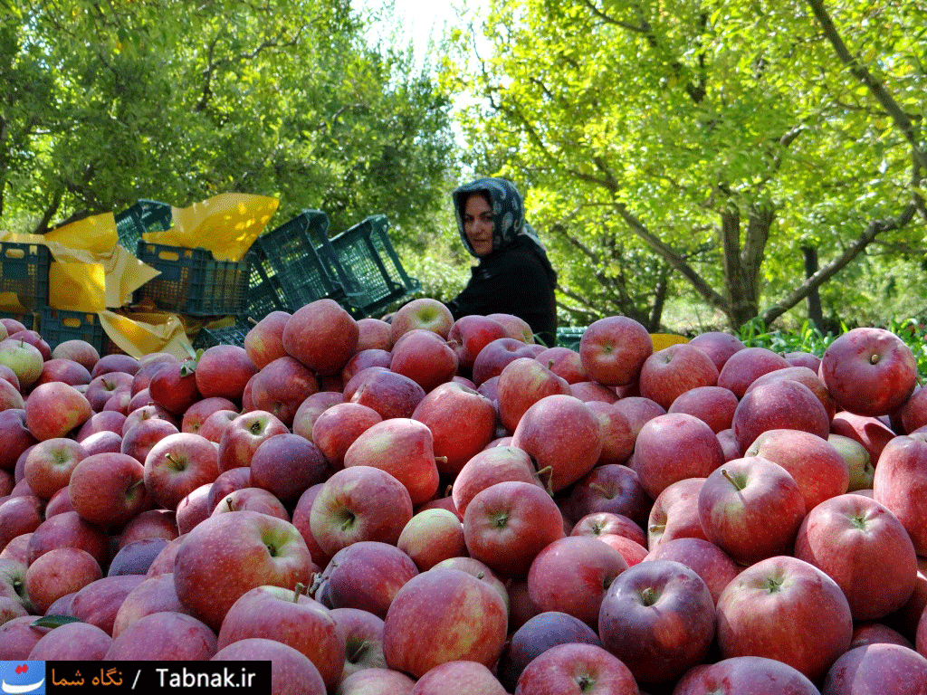 افزایش چشمگیر صادرات سیب