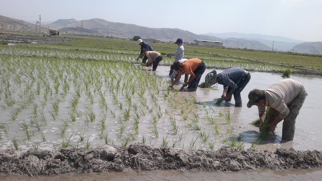 تبعات بیکاری ناشی از ممنوعیت کشت برنج در خوزستان بسیار سنگین است