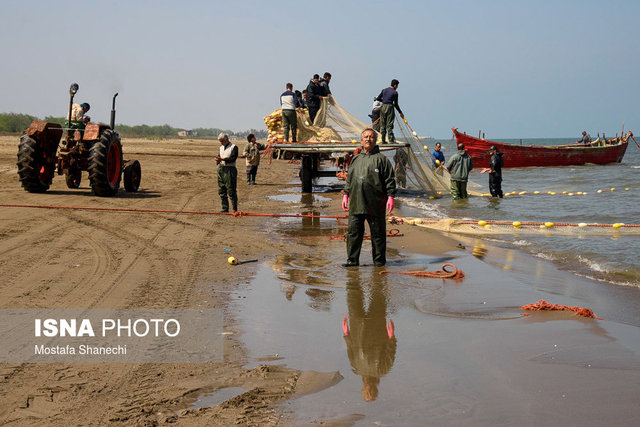 پایان ممنوعیت صید هامور ماهیان، شوریده و حلوا سفید در هرمزگان