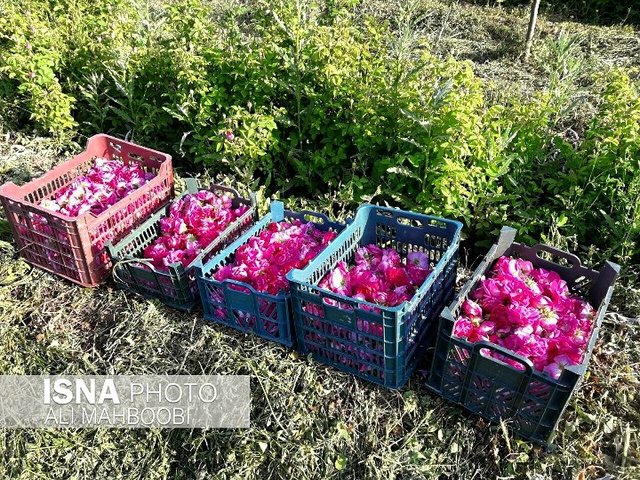 فروش گل محمدی خوی تا ۲۰ هزار تومان آب می‌خورد