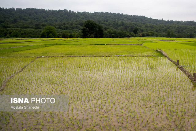 سختی تولید برنج در رودسر رو به کاهش است