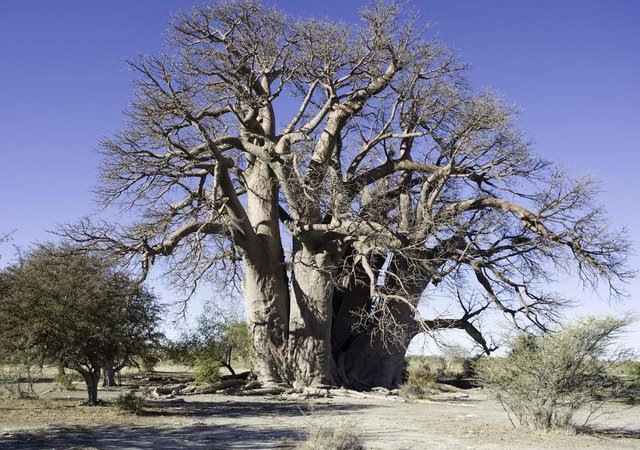 مرگ مرموزِ عجیب‌ترین و کهنسال‌ترین درختانِ آفریقا