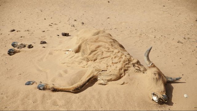 هشدار سازمان ملل درباره خشکسالی در خاورمیانه و شمال آفریقا