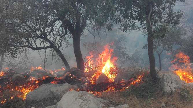 آتش سوزی در جنگل‌های بهمئی