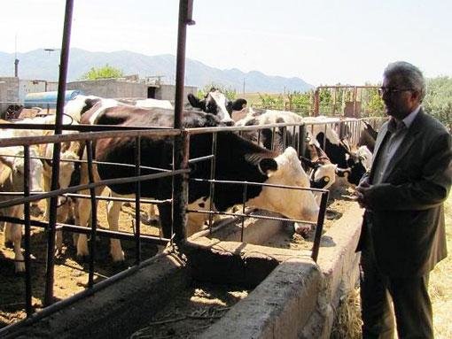 اصلاح نژاد گاوها در شهرستان میانه با استفاده از نژاد «سمینتال»