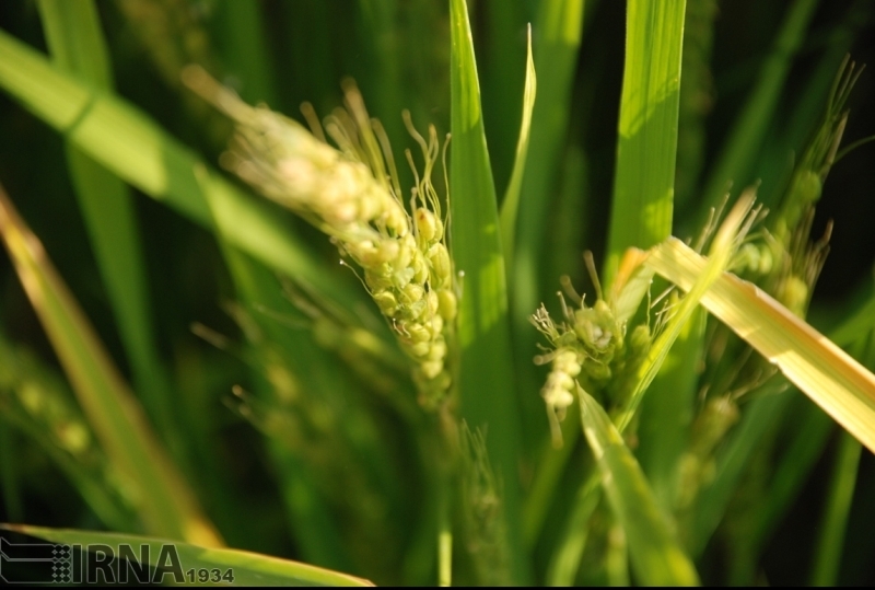 واردات برنج در فروردین و اردیبهشت امسال ۲۲ درصد کم شد