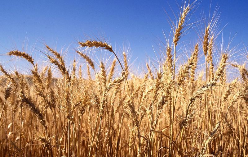 بیش از سه میلیون و ۳۰۰ هزار تن گندم در کشور خریداری شد