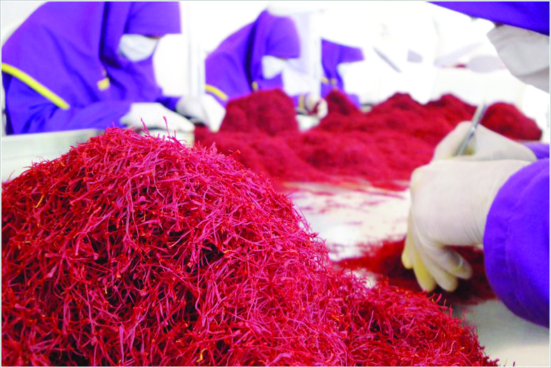 سود  افغان‌ها  از صادرات فله ای  زعفران  ایرانی