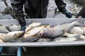 نجات ۲۰۰۰ قطعه ماهی در رودخانه قره آقاج فارس