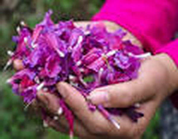 تولید گل‌ گاوزبان در گیلان افزایش یافت