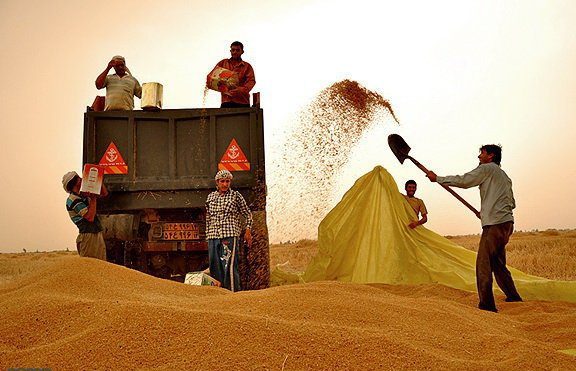 خرید ۷۱ هزار تن گندم در استان کرمانشاه