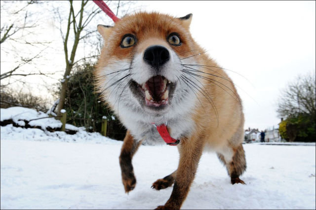 روباه، مهمان سرزده خانه‌ای در دیباجی شد + عکس
