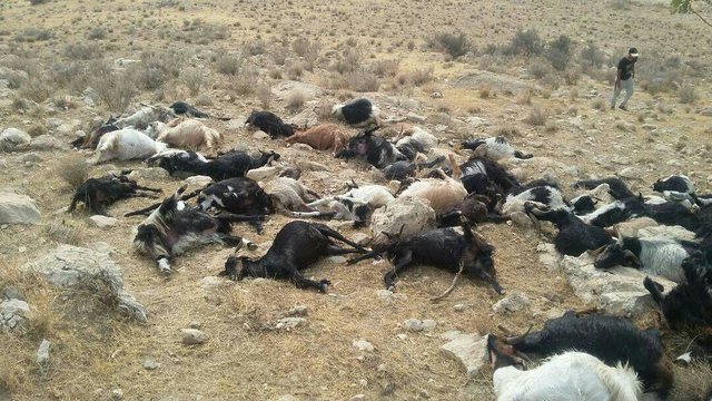 اتلاف ۲۴۶ رأس گوسفند در فارس براثر آب آلوده