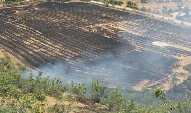 آتش گرفتن ۷ هکتار از اراضی کشاورزی و باغی در بهشهر