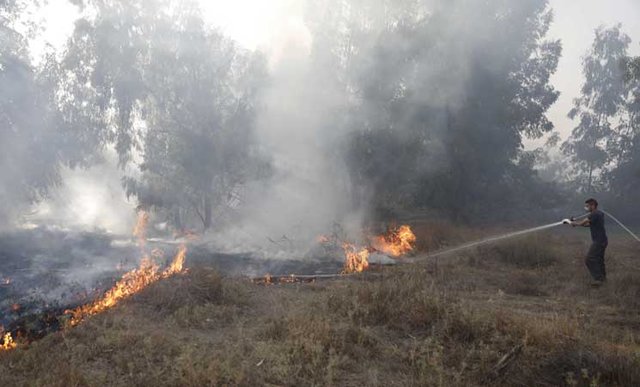 بالن‌های آتش‌زای فلسطینیان غزه ۳۰۰۰ دونم از اراضی اشغالی را طی یک روز سوزاند