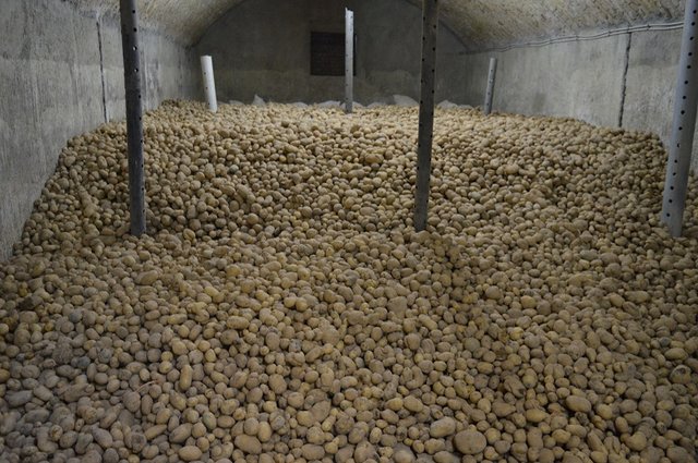 معدوم شدن ۶ هزارکیلو سیب‌زمینی در شیراز