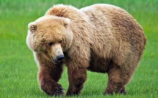 کشف جسد یک قلاده خرس قهوه‌ای در خراسان‌شمالی