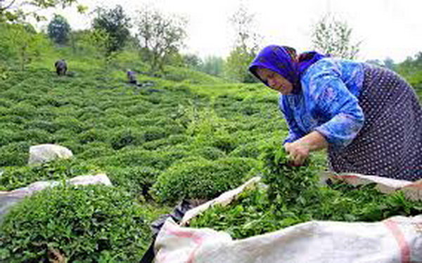خرید حمایتی برنج نباید به کشاورز آسیب بزند/ابلاغ دستور لغو ممنوعیت صادرات چای داخلی