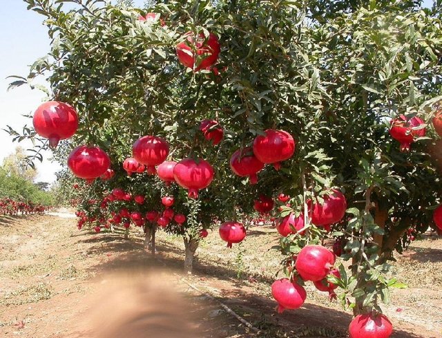 پوشش باغات انار بجستان با سازه‌های سبک