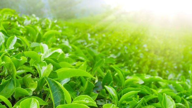 تولید ۹۰ درصد چای کشور در گیلان