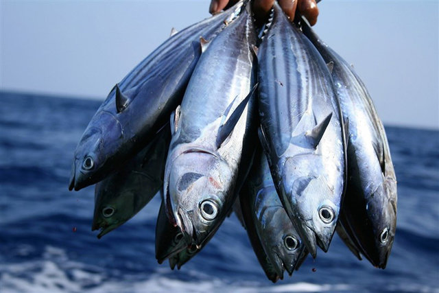 احتمال وجود آلودگی در ماهی‌های فاقد مهر دامپزشکی