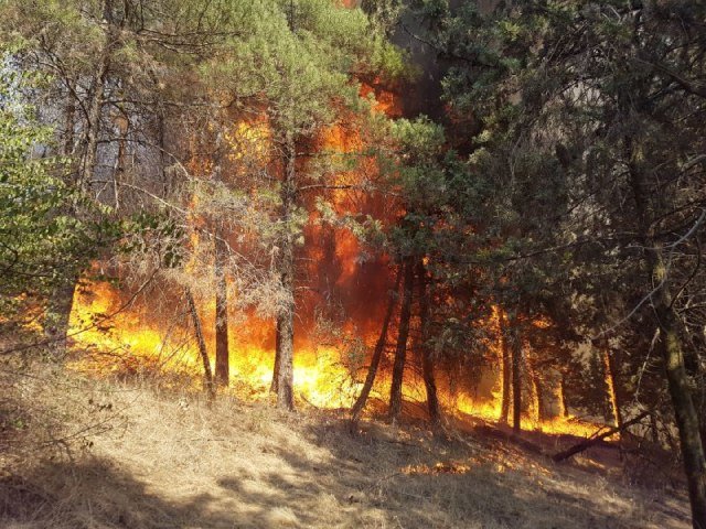 ۵۶۰ میلیون ریال خسارت آتش‌سوزی هر هکتار جنگل در کشور
