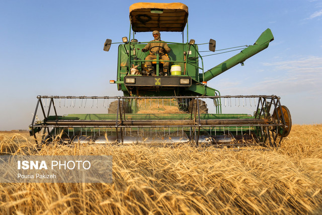 کاهش ۱۷ درصدی کشت گندم در سال زراعی جدید