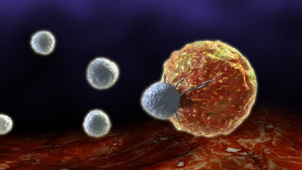اثرات ژن عامل طاسی سکه‌ای در نابودی سلول‌های سرطانی