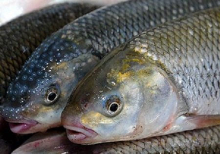 فاضلاب، مانع صادرات ماهی از لرستان