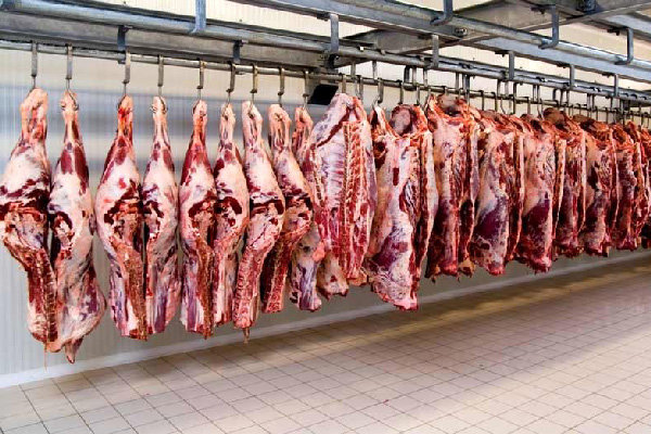 تداوم افزایش قیمت گوشت گوسفندی