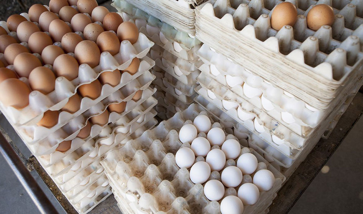 مازاد تولید تخم مرغ روی دست مرغداران