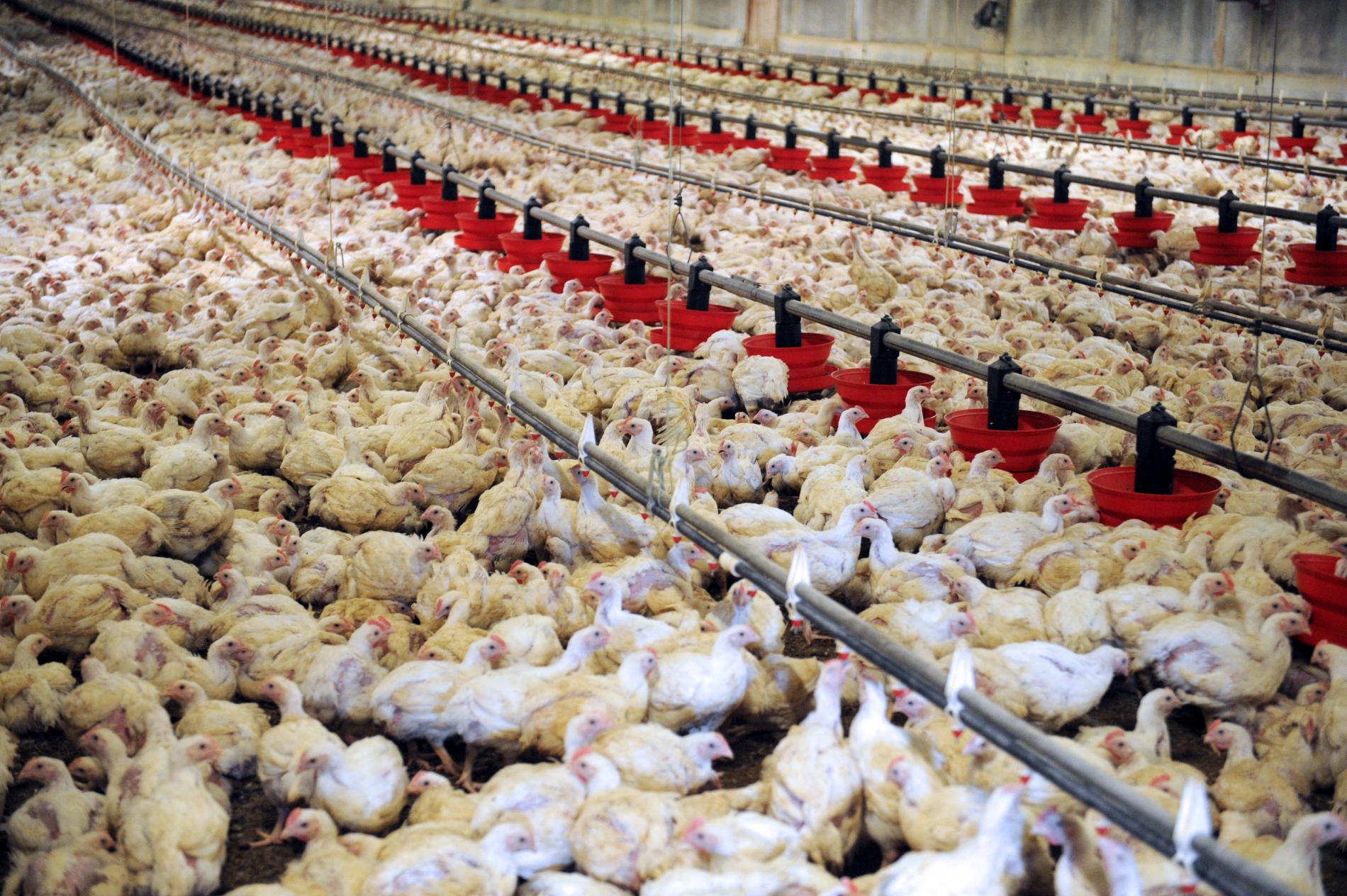 تورم تولیدکننده محصولات مرغداری‌های صنعتی به ٣٣.١٩ رسید