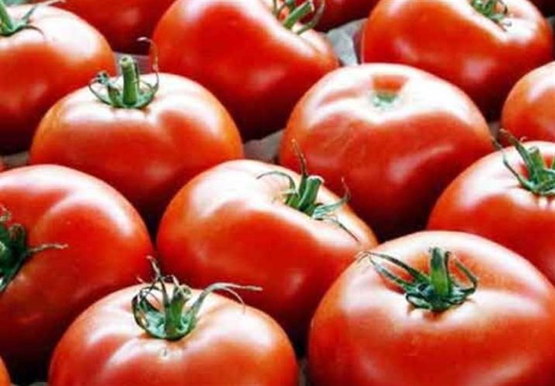 صادرات و سیل گوجه‌ فرنگی را گران کرد