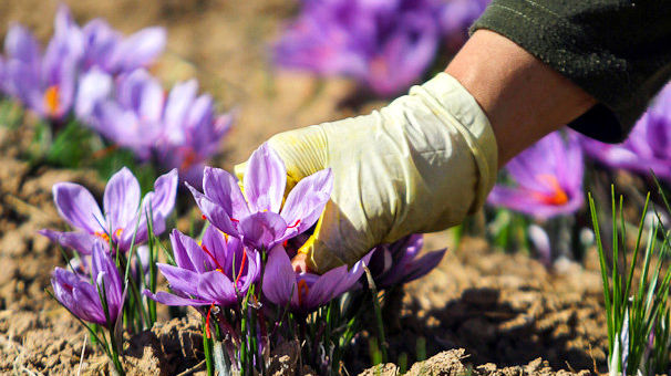 تجارت میلیادری صادرات چمدانی زعفران