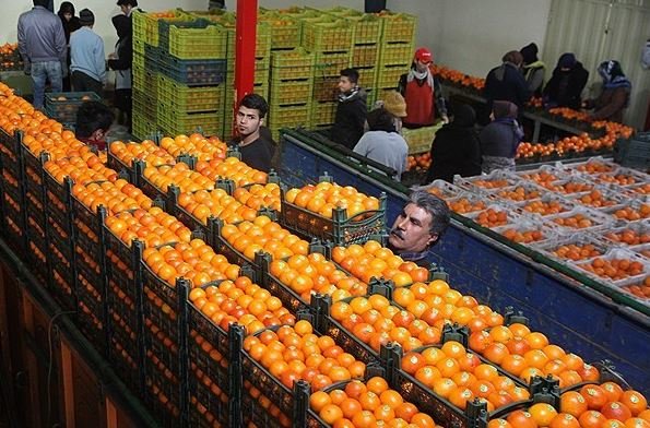 میوه شب عید توسط کمیسیون تنظیم بازار تامین می شود