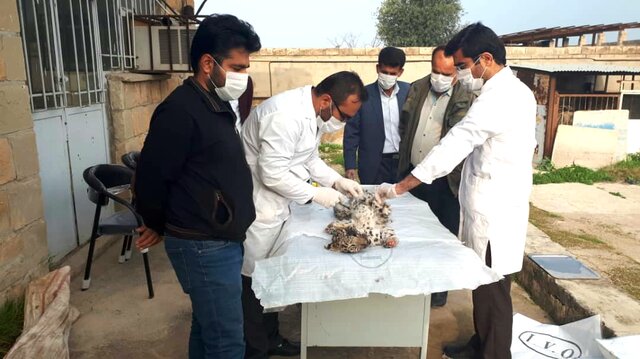 کشف لاشه دو توله پلنگ ایرانی در چرام
